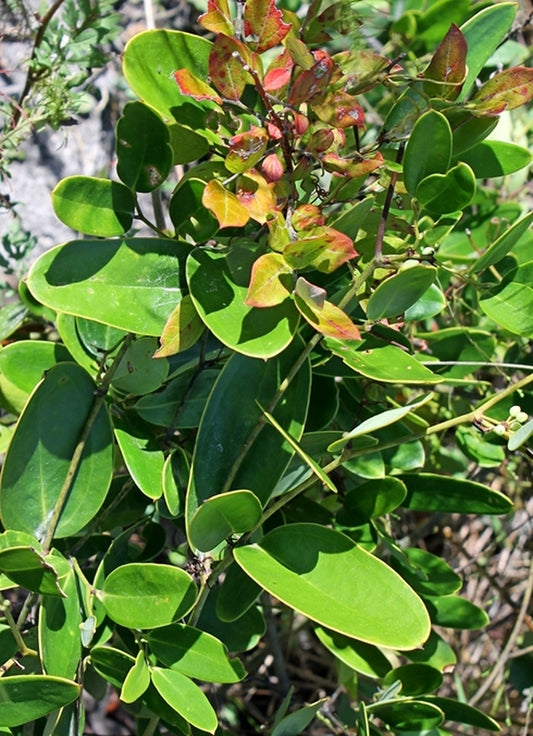 Image of Smilax laurifolia 'Havelock'||
