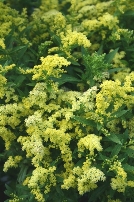 Image of Solidago 'Dansolitlem' PP 17,297|Juniper Level Botanic Gdn, NC|JLBG