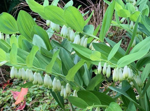 Zoom Recording: Plant Pruning and Spring Cleaning