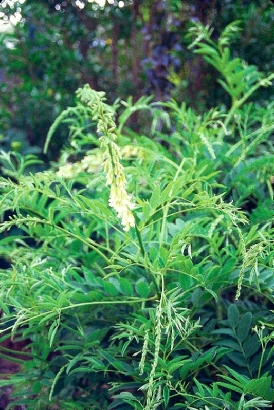 Image of Sophora flavescens coll. #HC970082|J.C. Raulston Arboretum, NC|