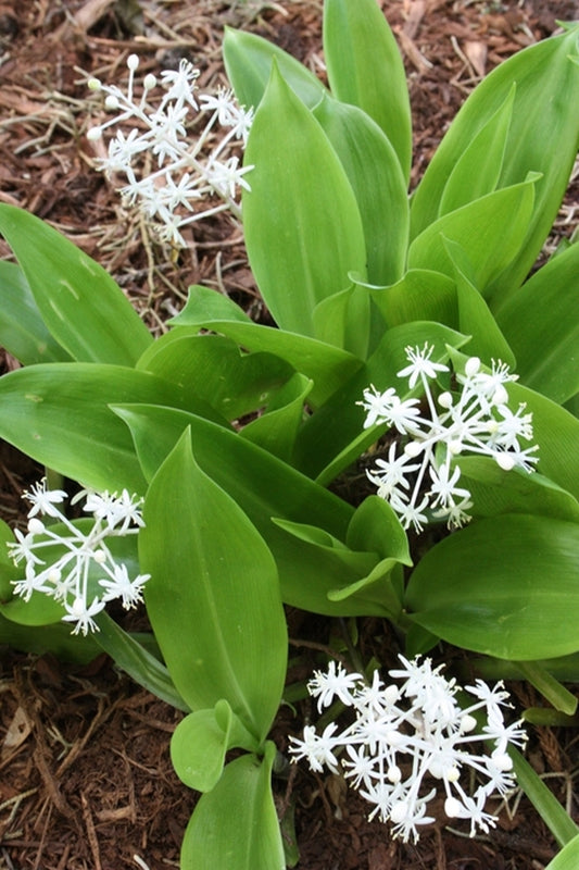 Image of Speirantha gardenii||