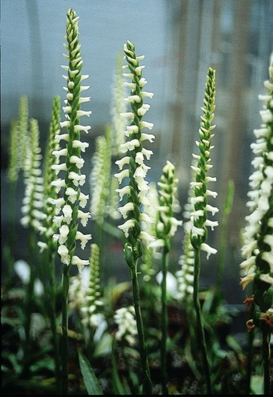 Image of Spiranthes cernua var. odorata|Juniper Level Botanic Gdn, NC|JLBG