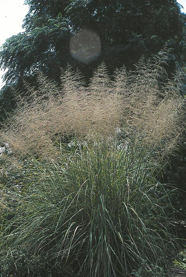 Image of Sporobolus wrightii|Juniper Level Botanic Gdn, NC|JLBG