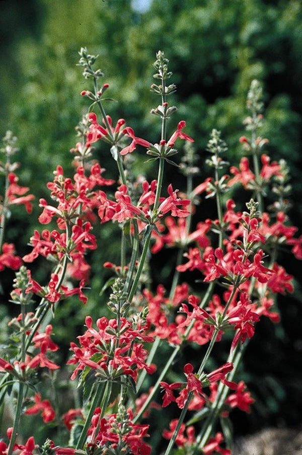Image of Stachys coccinea 'Hot Spot Coral'|Juniper Level Botanic Gdn, NC|JLBG