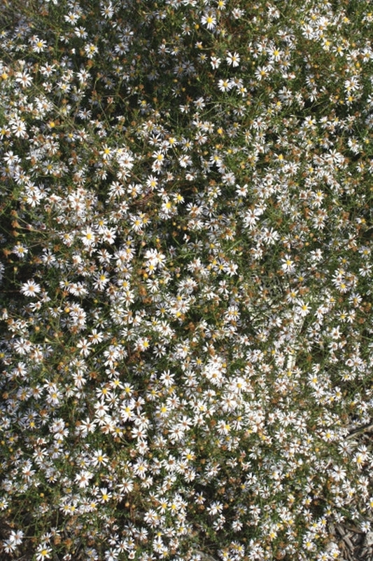 Image of Symphyotrichum dumosum 'Bama Superstar'taken at Juniper Level Botanic Gdn, NC by JLBG