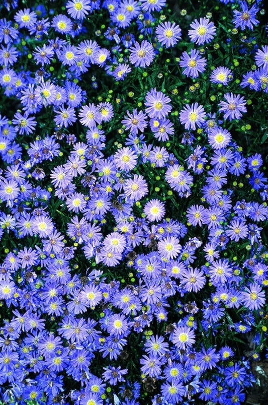 Image of Symphyotrichum dumosum 'Sapphire'taken at Juniper Level Botanic Gdn, NC by JLBG
