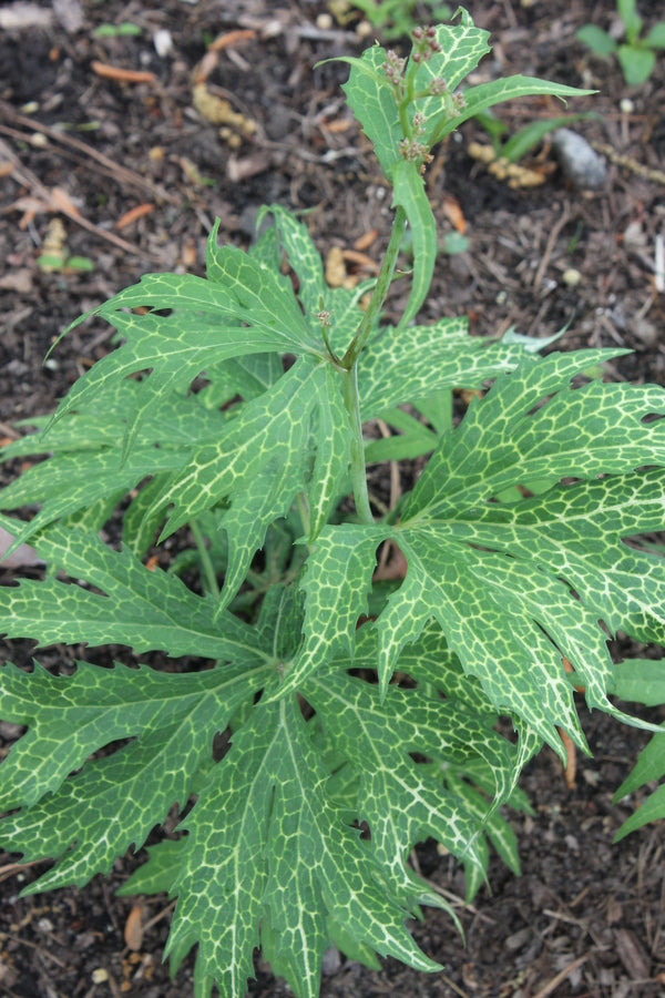 Image of Syneilesis palmata 'Kikko'||