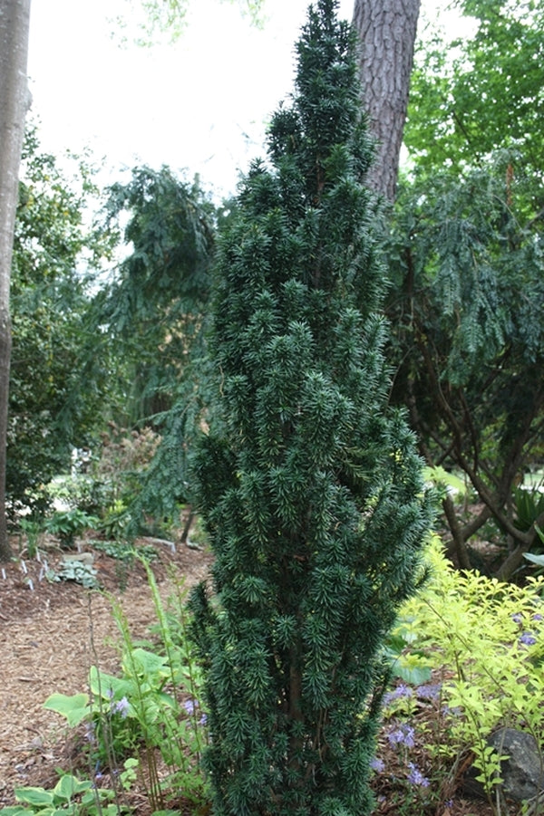 Image of Taxus baccata 'Fastigiata Robusta'|Juniper Level Botanic Gdn, NC|JLBG
