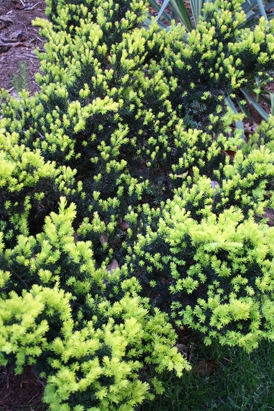 Image of Taxus baccata 'Rezek's Gold'|Juniper Level Botanic Gdn, NC|JLBG