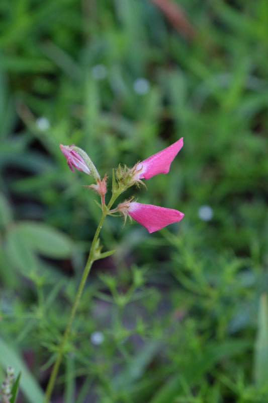 Image of Tephrosia spicata 'Awakening'||
