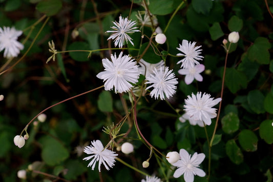 Image of Thalictrum urbaini 'Taiwan Baika'||