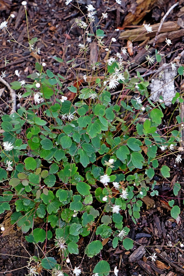 Image of Thalictrum urbaini 'Taiwan Baika'||