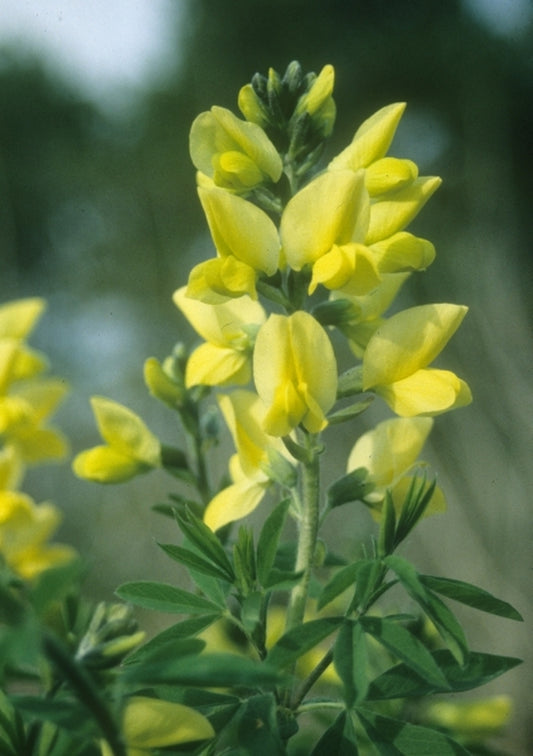Image of Thermopsis chinensis|Juniper Level Botanic Gdn, NC|JLBG