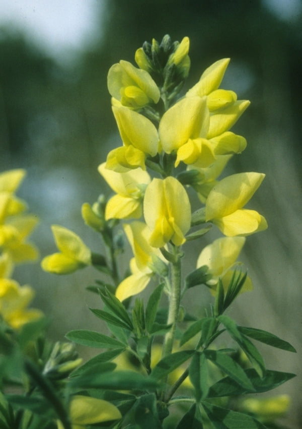 Image of Thermopsis chinensis|Juniper Level Botanic Gdn, NC|JLBG