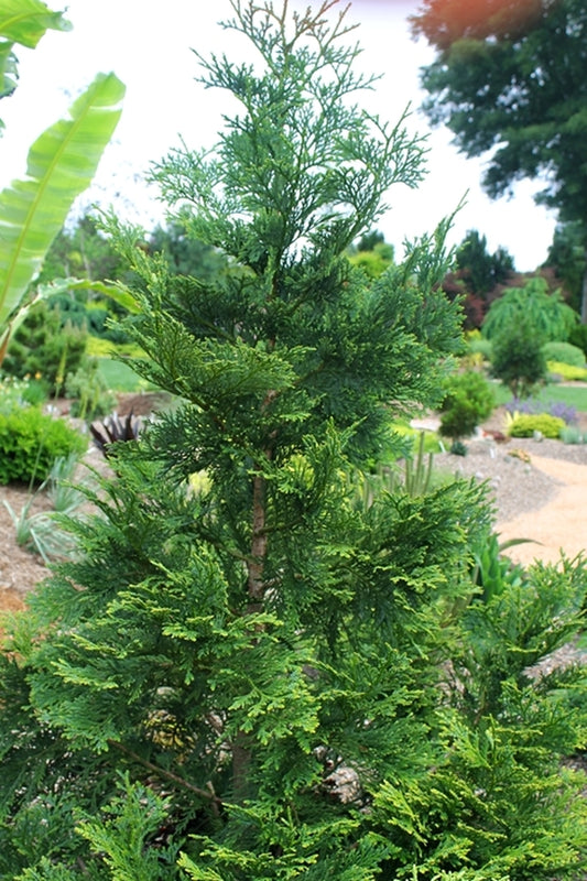 Image of Thujopsis dolabrata 'Jurassic Park'||