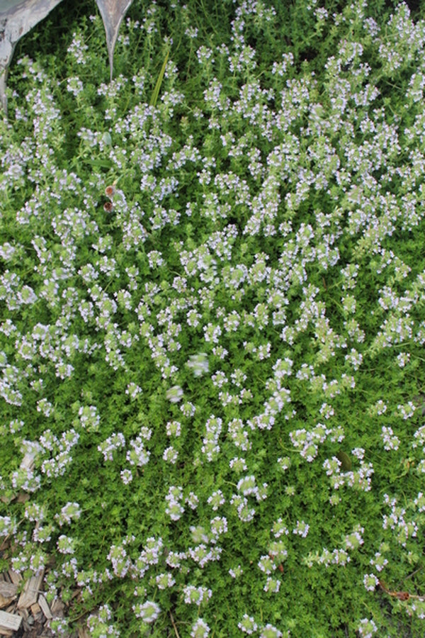 Image of Thymus argaeus 'Wild Turkey'taken at Juniper Level Botanic Gdn, NC by JLBG