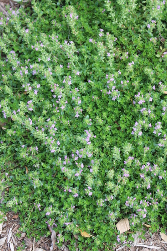 Image of Thymus quinquecostatus|Juniper Level Botanic Gdn, NC|JLBG