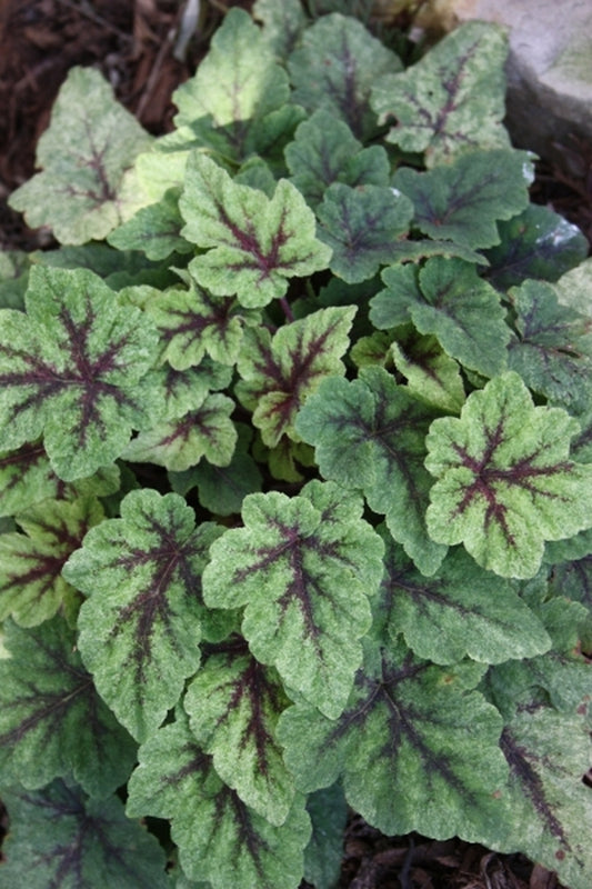 Image of Tiarella 'Mystic Mist' PP21,282|Juniper Level Botanic Gdn, NC|JLBG