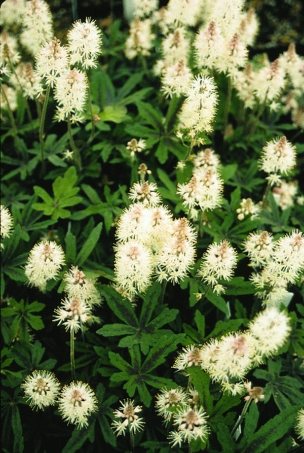 Image of Tiarella 'Spring Symphony' PP 12,397 EU 9845|Juniper Level Botanic Gdn, NC|JLBG
