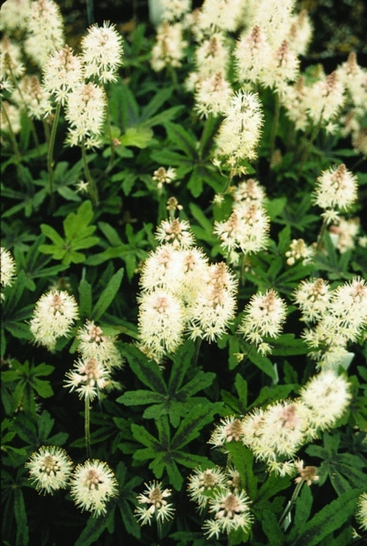 Image of Tiarella 'Spring Symphony' PP 12,397 EU 9845|Juniper Level Botanic Gdn, NC|JLBG