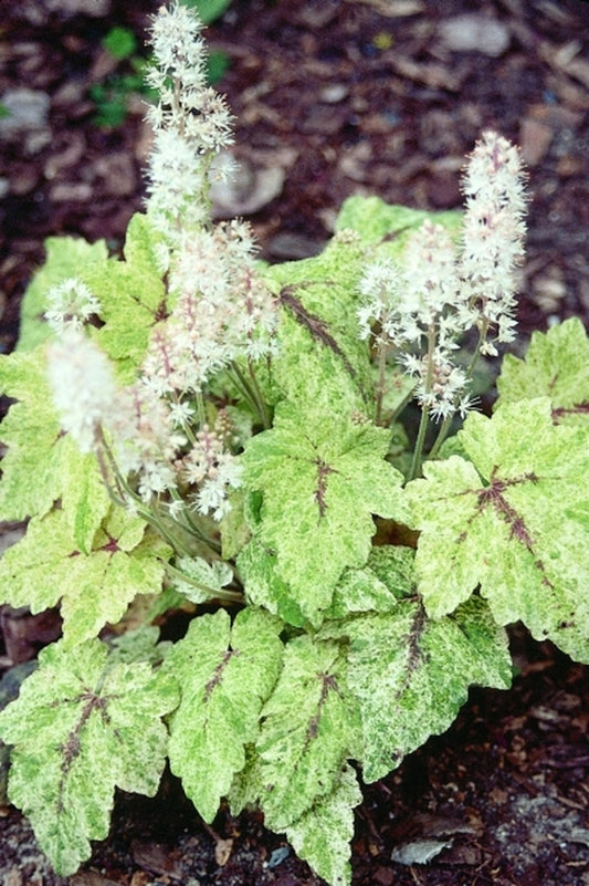 Image of Tiarella polyphylla 'Heronswood Mist'|Juniper Level Botanic Gdn, NC|JLBG
