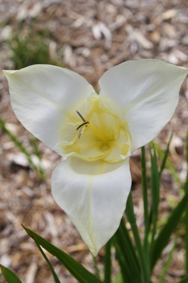 Image of Tigridia pavonia 'Alba Immaculata'|Juniper Level Botanic Gdn, NC|JLBG