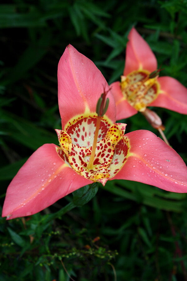 Image of Tigridia pavonia 'El Salto'taken at Juniper Level Botanic Gdn, NC by JLBG