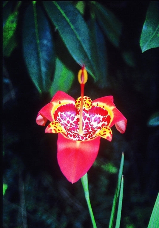 Image of Tigridia pavonia coll. #T73-33|Juniper Level Botanic Gdn, NC|JLBG