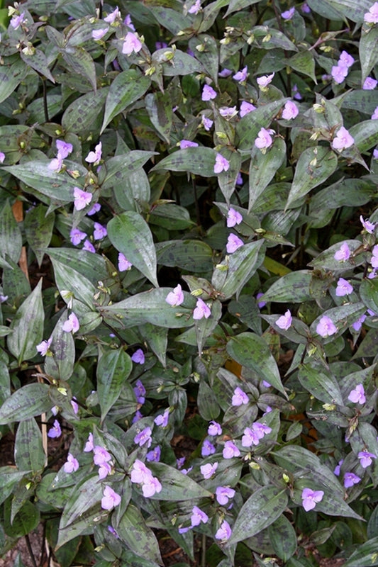 Image of Tinantia pringlei 'Panther'||