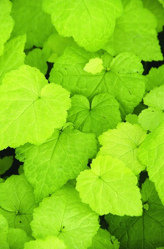 Image of Tolmiea menziesii 'Cool Gold' PP 15,948|Juniper Level Botanic Gdn, NC|JLBG