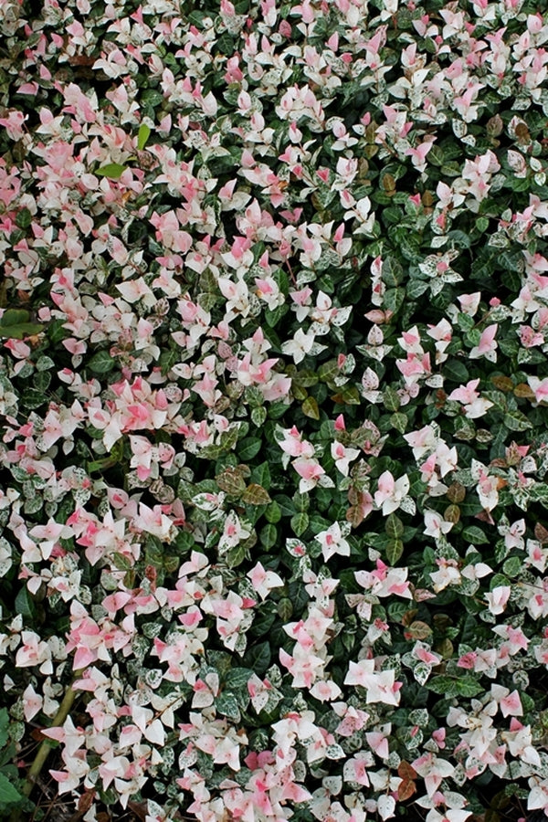 Image of Trachelospermum asiaticum 'Snow Rose'