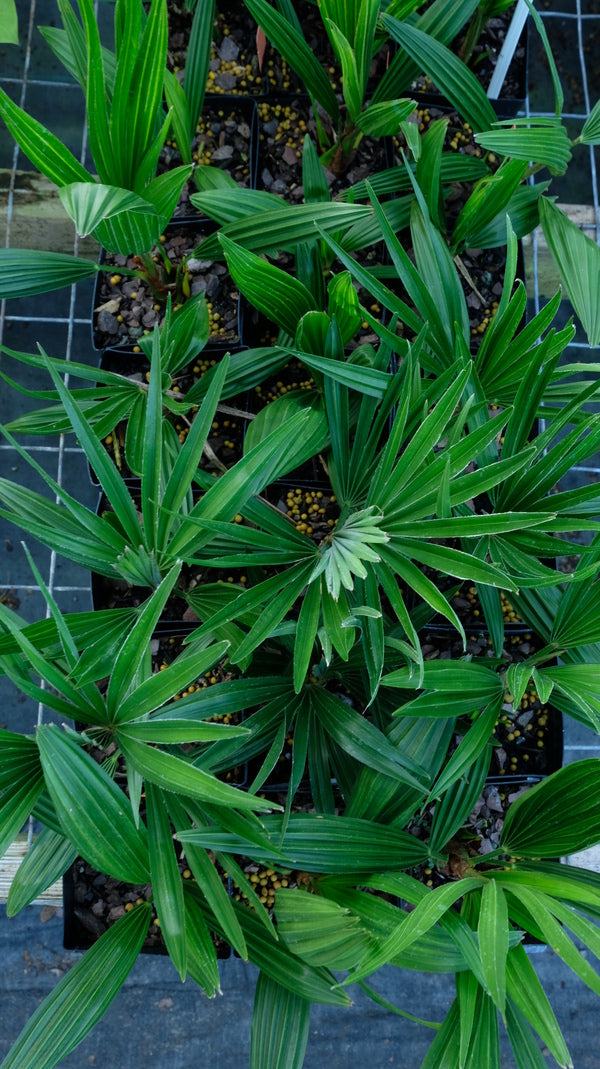 Image of Trachycarpus x fortuanus (fortunei x nanus)|Juniper Level Botanic Gdn, NC|JLBG