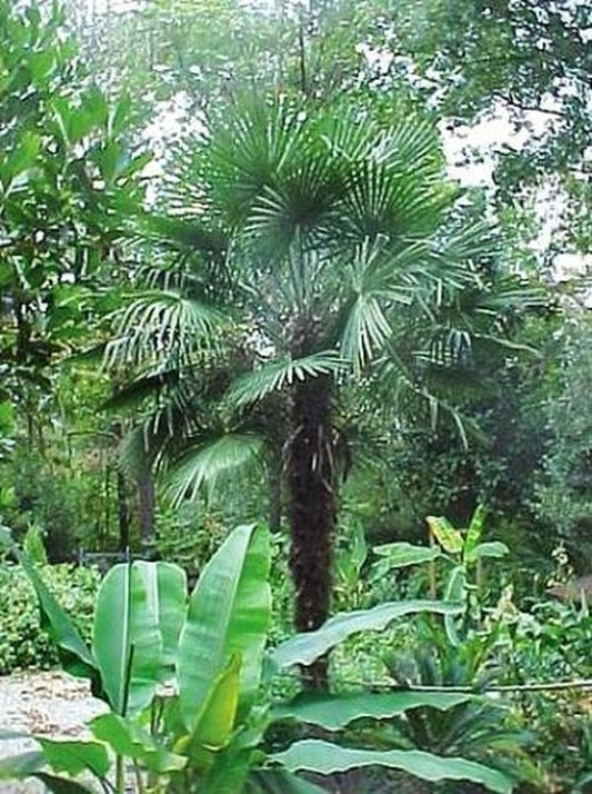 Image of Trachycarpus fortunei 'Hayes Stiffie'|H. Jackson Gdn, AL|