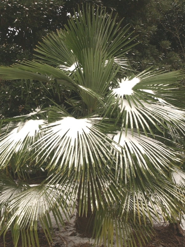 Image of Trachycarpus fortunei 'Nanital'|Juniper Level Botanic Gdn, NC|JLBG