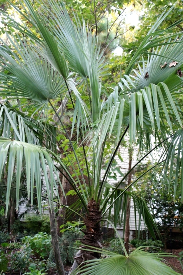 Image of Trachycarpus takil|Juniper Level Botanic Gdn, NC|JLBG