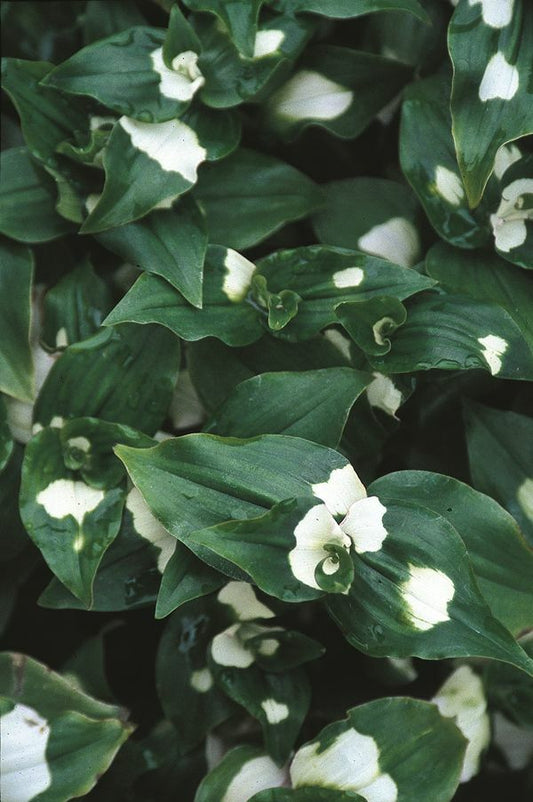 Image of Tradescantia mundula 'Maiden's Blush'|Juniper Level Botanic Gdn, NC|JLBG