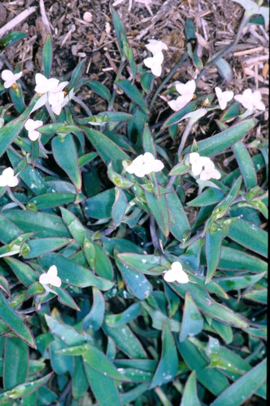Image of Tradescantia pallida 'Ocampo White'|Juniper Level Botanic Gdn, NC|JLBG
