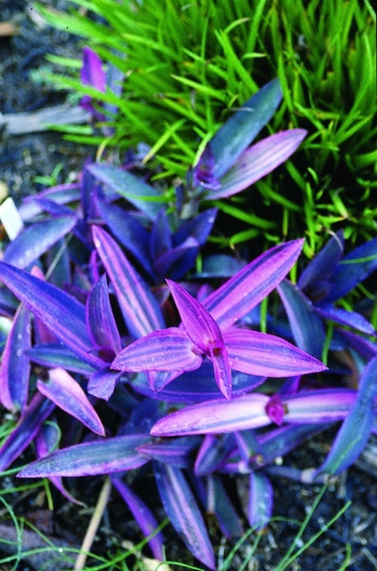 Image of Tradescantia pallida 'Variegata'|Juniper Level Botanic Gdn, NC|JLBG