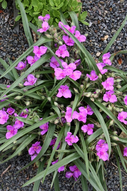 Image of Tradescantia tharpii|Juniper Level Botanic Gdn, NC|JLBG