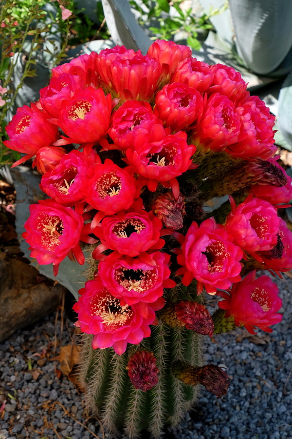 iridescent succulents Trichocereus Iridescent Watermelon ex