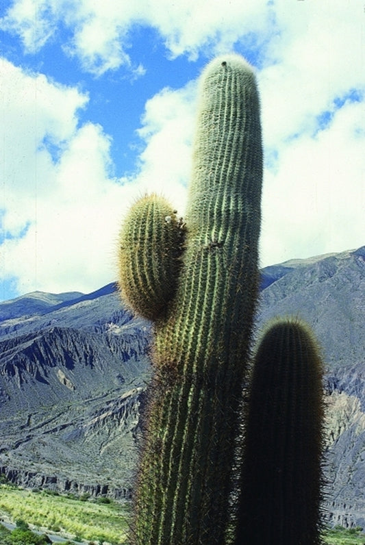 Image of Trichocereus pasacana coll. #A1AG-063|In Situ Salta, Argentina|