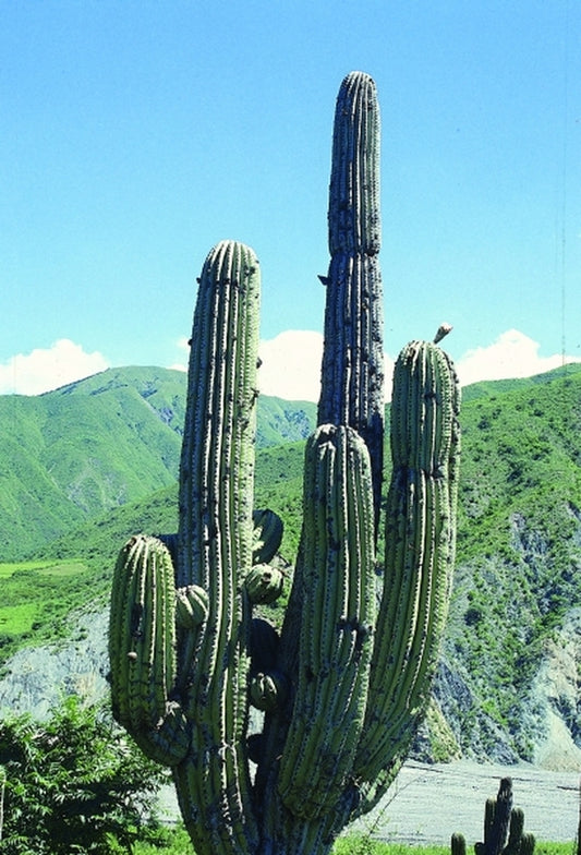 Image of Trichocereus terscheckii coll. #A1AG-051|In Situ Salta, Argentina|