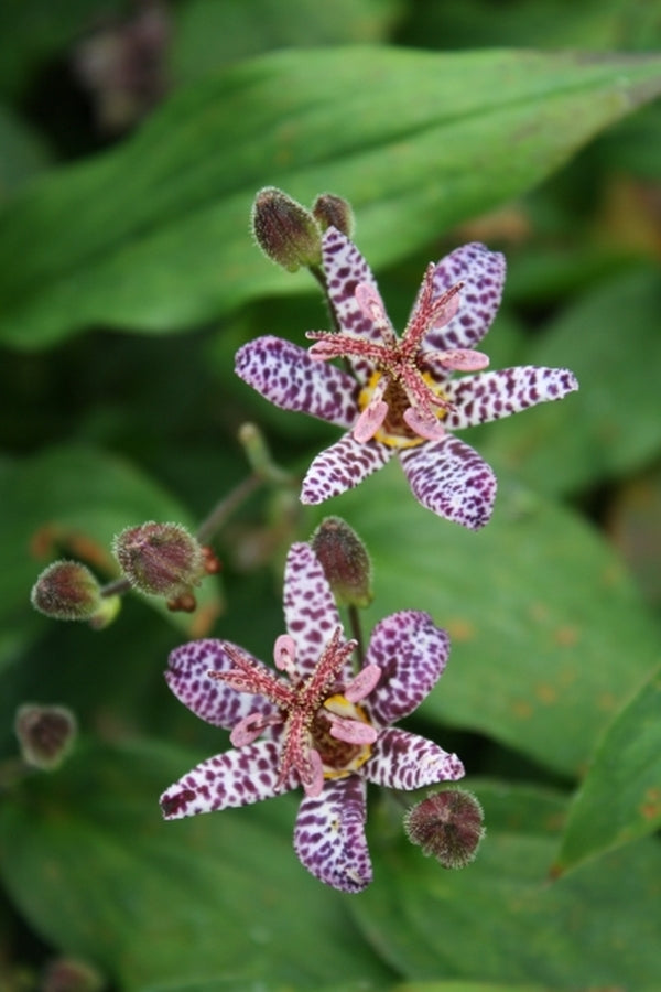 Image of Tricyrtis 'Dark Beauty'|Juniper Level Botanic Gdn, NC|JLBG