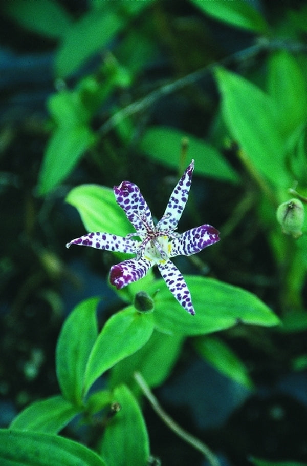 empress lily flower Tricyrtis Empress
