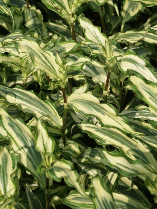 Image of Tricyrtis 'Imperial Banner' PP 18,956|Juniper Level Botanic Gdn, NC|JLBG