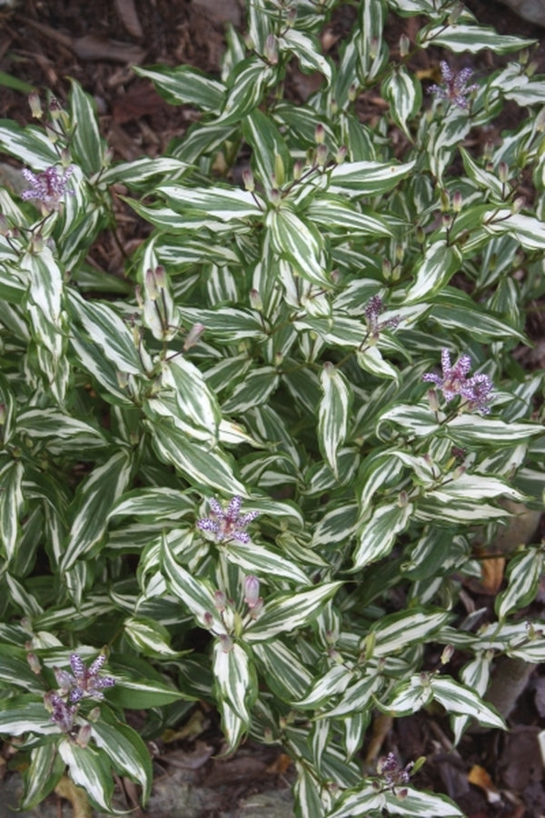 Image of Tricyrtis 'Imperial Banner' PP 18,956|Sauls Road|