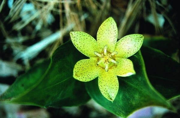 Image of Tricyrtis 'Lemon Twist'|D. Probst Gdn, MA|