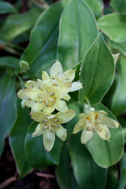 Image of Tricyrtis 'Lemon Twist'|Juniper Level Botanic Gdn, NC|JLBG