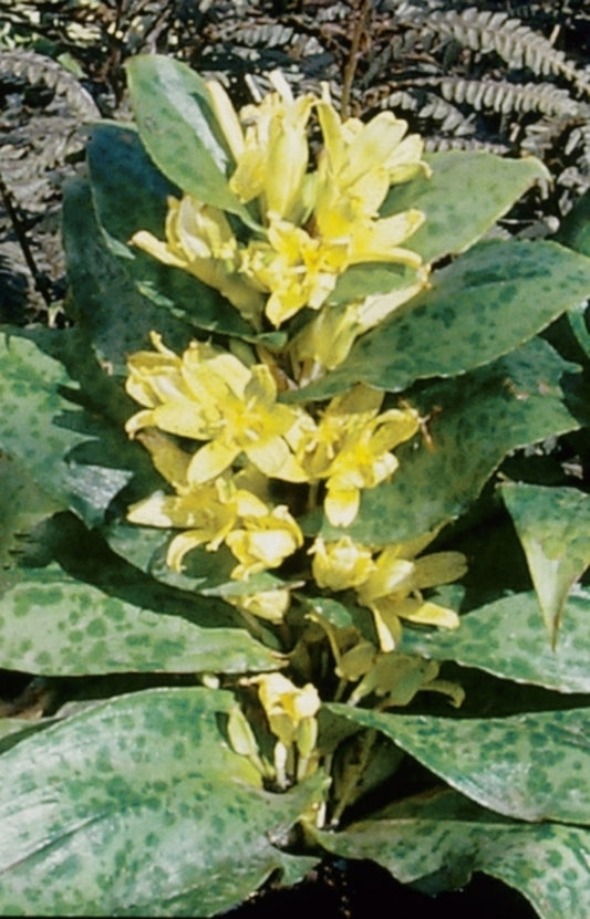 Image of Tricyrtis 'Moonlight Treasure' PP 16,037, PVR|Terra Nova Nurseries, OR|Terra Nova Nurseries