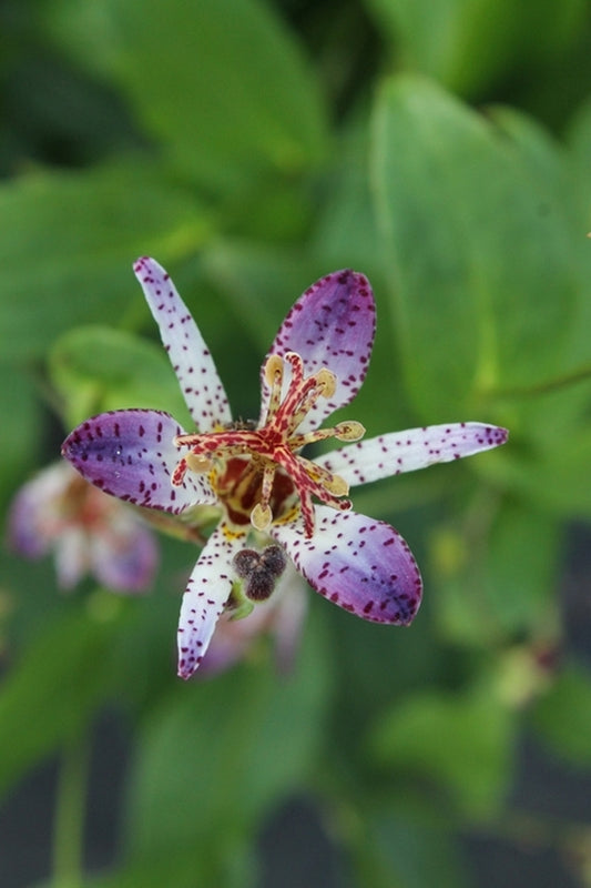 Image of Tricyrtis 'Omokage'|Juniper Level Botanic Gdn, NC|JLBG